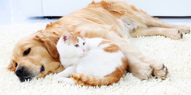 Golden retriever and orange-and-white cat lying together on a plush rug, symbolizing the companionship of pets and the challenges of maintaining a clean home in Melbourne.